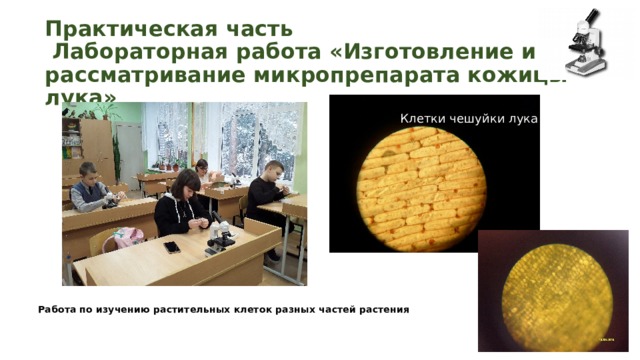 Практическая часть  Лабораторная работа «Изготовление и рассматривание микропрепарата кожицы лука»   Клетки чешуйки лука Работа по изучению растительных клеток разных частей растения 