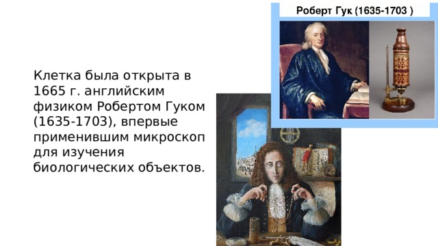Клетка была открыта в 1665 г. английским физиком Робертом Гуком (1635-1703), впервые применившим микроскоп для изучения биологических объектов. 