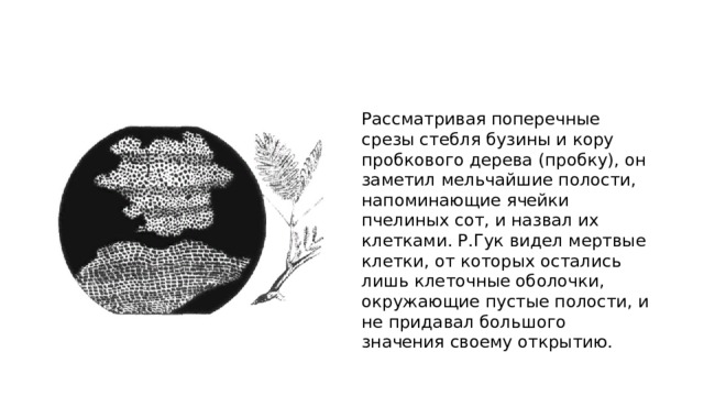 Рассматривая поперечные срезы стебля бузины и кору пробкового дерева (пробку), он заметил мельчайшие полости, напоминающие ячейки пчелиных сот, и назвал их клетками. Р.Гук видел мертвые клетки, от которых остались лишь клеточные оболочки, окружающие пустые полости, и не придавал большого значения своему открытию. 