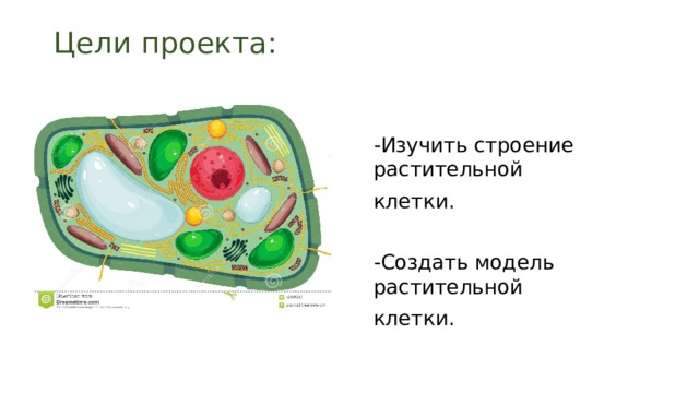 Цели проекта:   -Изучить строение растительной клетки. -Создать модель растительной клетки. 