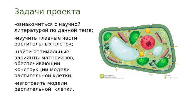 Задачи проекта   -ознакомиться с научной литературой по данной теме; -изучить главные части растительных клеток; -найти оптимальные варианты материалов, обеспечивающий конструкции модели растительной клетки; -изготовить модели растительной клетки. 