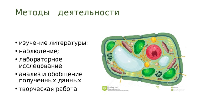 Методы деятельности   изучение литературы; наблюдение; лабораторное исследование анализ и обобщение полученных данных творческая работа 