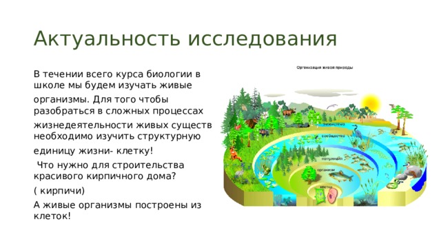 Актуальность исследования В течении всего курса биологии в школе мы будем изучать живые организмы. Для того чтобы разобраться в сложных процессах жизнедеятельности живых существ необходимо изучить структурную единицу жизни- клетку!  Что нужно для строительства красивого кирпичного дома? ( кирпичи) А живые организмы построены из клеток! 