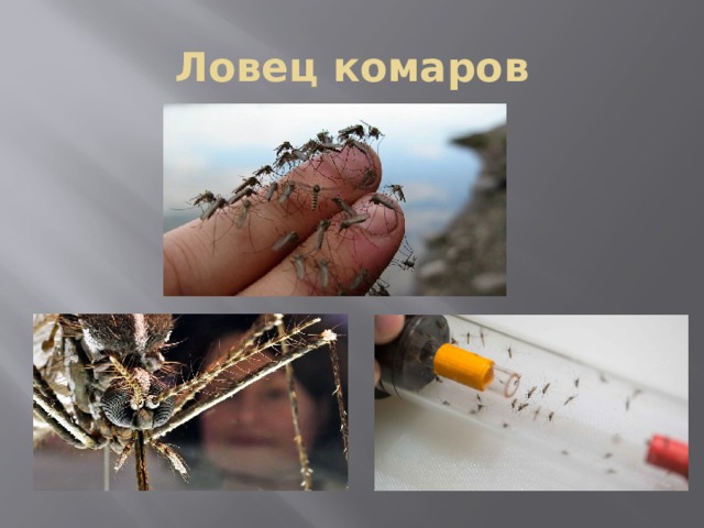 Ловец комаров 