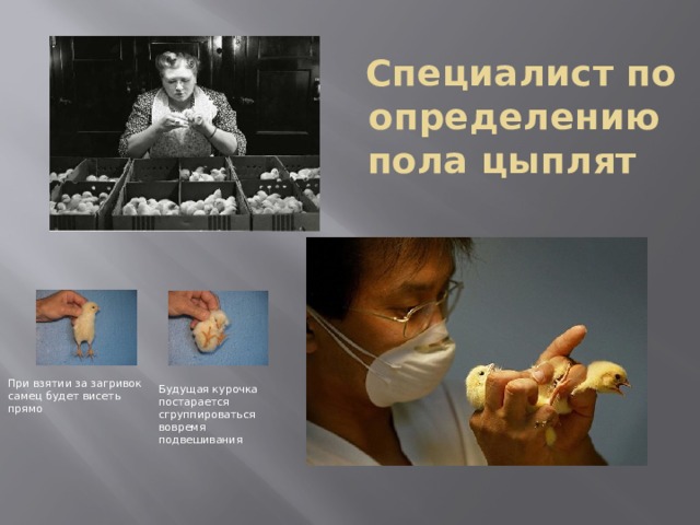 Специалист по определению пола цыплят При взятии за загривок самец будет висеть прямо Будущая курочка постарается сгруппироваться вовремя подвешивания 
