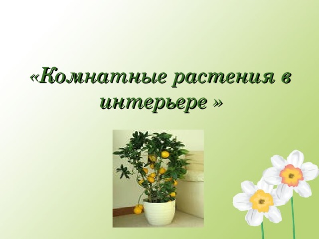 «Комнатные растения в интерьере »  