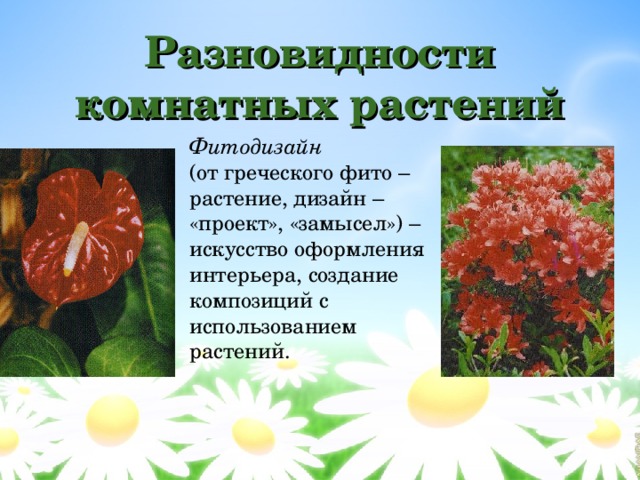   Разновидности комнатных растений Фитодизайн (от греческого фито – растение, дизайн – «проект», «замысел») – искусство оформления интерьера, создание композиций с использованием растений.  