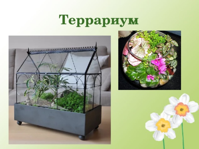 Террариум   