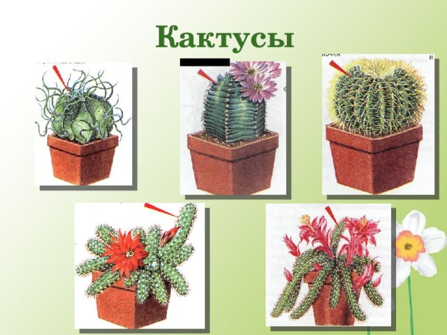 Кактусы  