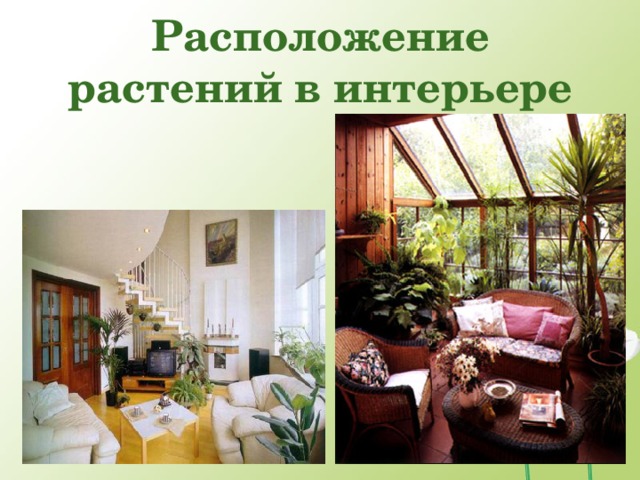 Расположение растений в интерьере  