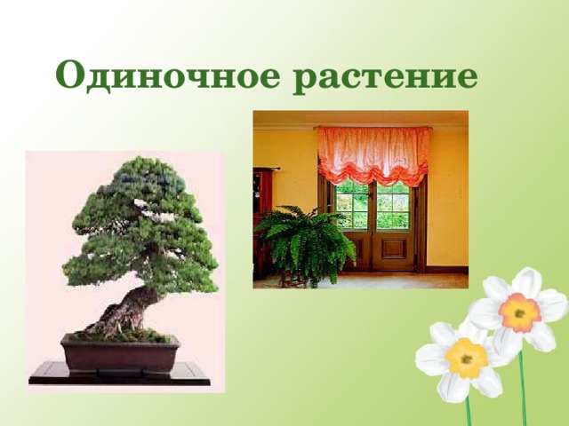 Одиночное растение  