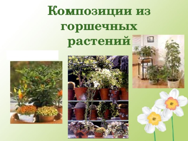 Композиции из горшечных растений  