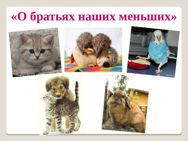 «О братьях наших меньших» 