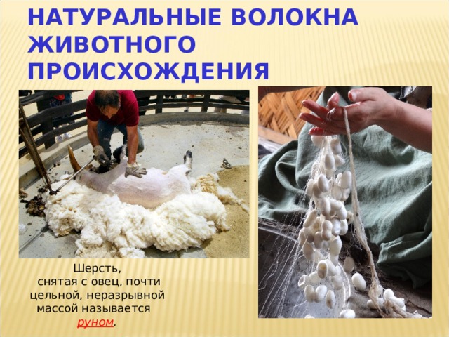 НАТУРАЛЬНЫЕ ВОЛОКНА ЖИВОТНОГО ПРОИСХОЖДЕНИЯ Шерсть,  снятая с овец, почти цельной, неразрывной массой называется руном . 