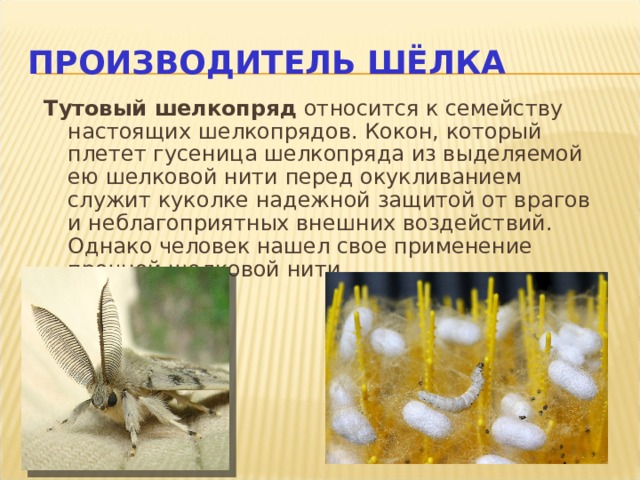 ПРОИЗВОДИТЕЛЬ ШЁЛКА Тутовый шелкопряд относится к семейству настоящих шелкопрядов. Кокон, который плетет гусеница шелкопряда из выделяемой ею шелковой нити перед окукливанием служит куколке надежной защитой от врагов и неблагоприятных внешних воздействий. Однако человек нашел свое применение прочной шелковой нити. . 
