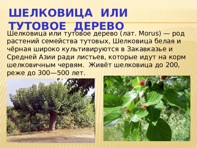 ШЕЛКОВИЦА ИЛИ ТУТОВОЕ ДЕРЕВО Шелковица или тутовое дерево (лат. Morus) — род растений семейства тутовых, Шелковица белая и чёрная широко культивируются в Закавказье и Средней Азии ради листьев, которые идут на корм шелковичным червям. Живёт шелковица до 200, реже до 300—500 лет. 