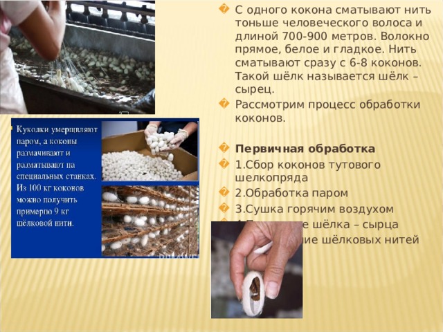 С одного кокона сматывают нить тоньше человеческого волоса и длиной 700-900 метров. Волокно прямое, белое и гладкое. Нить сматывают сразу с 6-8 коконов. Такой шёлк называется шёлк – сырец. Рассмотрим процесс обработки коконов. Первичная обработка 1.Сбор коконов тутового шелкопряда 2.Обработка паром 3.Сушка горячим воздухом 4.Получение шёлка – сырца 5.Сматывание шёлковых нитей 