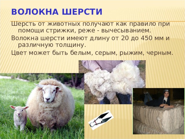 ВОЛОКНА ШЕРСТИ Шерсть от животных получают как правило при помощи стрижки, реже - вычесыванием. Волокна шерсти имеют длину от 20 до 450 мм и различную толщину. Цвет может быть белым, серым, рыжим, черным. 