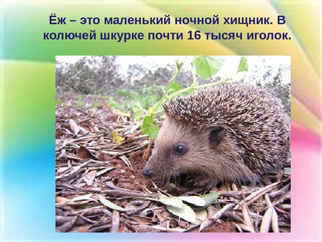 Ёж – это маленький ночной хищник. В колючей шкурке почти 16 тысяч иголок. 