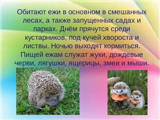 Обитают ежи в основном в смешанных лесах, а также запущенных садах и парках. Днём прячутся среди кустарников, под кучей хвороста и листвы. Ночью выходят кормиться. Пищей ежам служат жуки, дождевые черви, лягушки, ящерицы, змеи и мыши. 