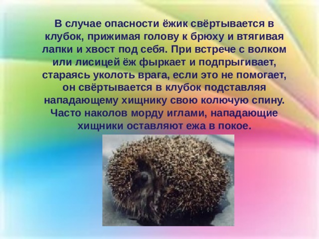 В случае опасности ёжик свёртывается в клубок, прижимая голову к брюху и втягивая лапки и хвост под себя. При встрече с волком или лисицей ёж фыркает и подпрыгивает, стараясь уколоть врага, если это не помогает, он свёртывается в клубок подставляя нападающему хищнику свою колючую спину. Часто наколов морду иглами, нападающие хищники оставляют ежа в покое. 