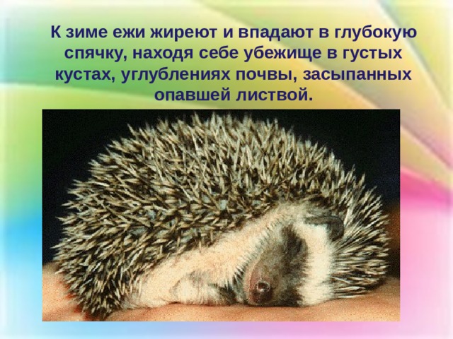 К зиме ежи жиреют и впадают в глубокую спячку, находя себе убежище в густых кустах, углублениях почвы, засыпанных опавшей листвой. 