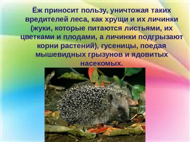 Ёж приносит пользу, уничтожая таких вредителей леса, как хрущи и их личинки (жуки, которые питаются листьями, их цветками и плодами, а личинки подгрызают корни растений), гусеницы, поедая мышевидных грызунов и ядовитых насекомых. 