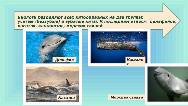 Биологи разделяют всех китообразных на две группы:  усатые (беззубые) и зубатые киты. К последним относят дельфинов, касаток, кашалотов, морских свиней.   Кашалот Дельфин Морская свинья Касатка 