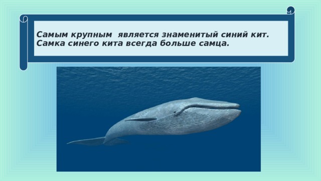 Самым крупным является знаменитый синий кит. Самка синего кита всегда больше самца. 