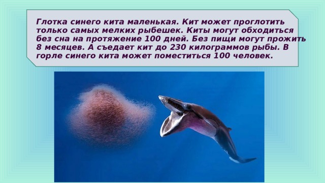 Глотка синего кита маленькая. Кит может проглотить только самых мелких рыбешек. Киты могут обходиться без сна на протяжение 100 дней. Без пищи могут прожить 8 месяцев. А съедает кит до 230 килограммов рыбы. В горле синего кита может поместиться 100 человек. 