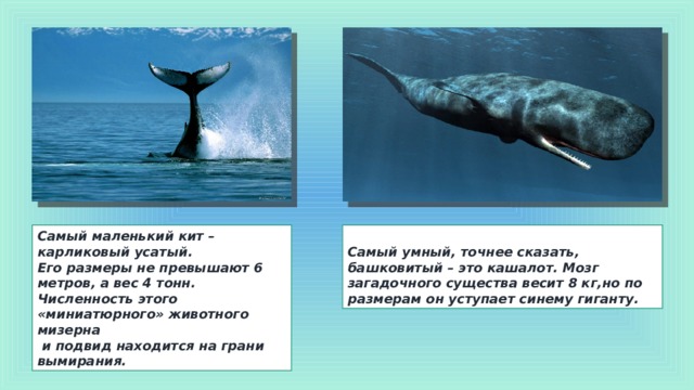 Самый маленький кит – карликовый усатый.  Его размеры не превышают 6 метров, а вес 4 тонн. Самый умный, точнее сказать, башковитый – это кашалот. Мозг загадочного существа весит 8 кг,но по размерам он уступает синему гиганту. Численность этого «миниатюрного» животного мизерна  и подвид находится на грани вымирания. 