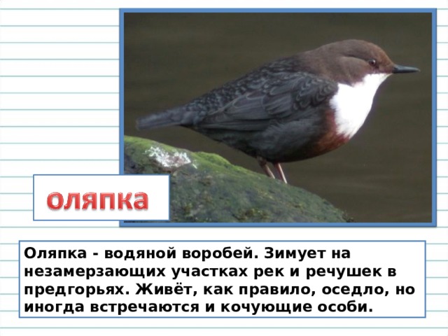Оляпка - водяной воробей. Зимует на незамерзающих участках рек и речушек в предгорьях. Живёт, как правило, оседло, но иногда встречаются и кочующие особи. 