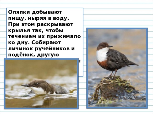 Оляпки добывают пищу, ныряя в воду. При этом раскрывают крылья так, чтобы течением их прижимало ко дну. Собирают личинок ручейников и подёнок, другую донную живность, ловят и плавающих беспозвоночных. 