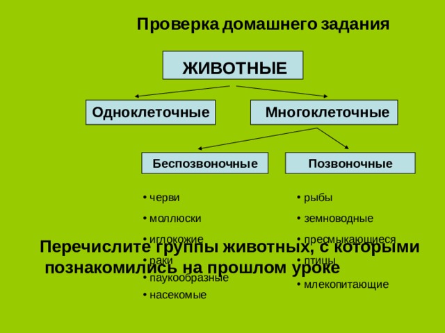 Проверка  домашнего  задания  ЖИВОТНЫЕ Одноклеточные Многоклеточные Беспозвоночные Позвоночные  рыбы  черви  моллюски  земноводные  иглокожие  пресмыкающиеся Перечислите группы животных, с которыми  познакомились на прошлом уроке