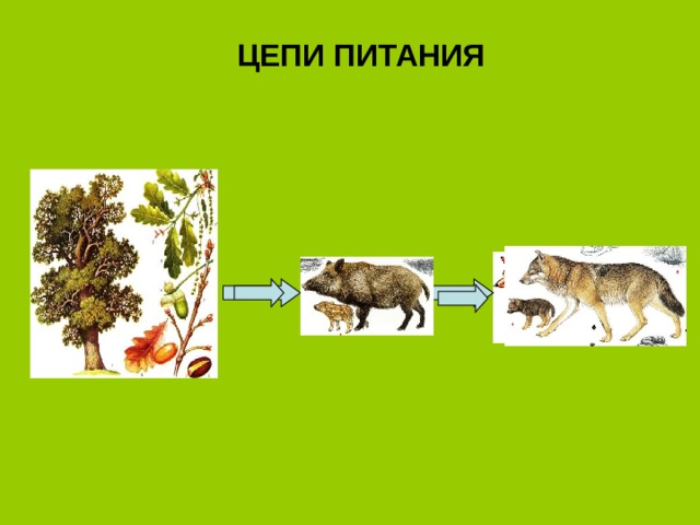 ЦЕПИ ПИТАНИЯ