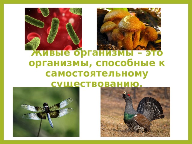 Живые организмы – это организмы, способные к самостоятельному существованию. 