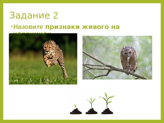 Задание 2 Назовите признаки живого на картинках 