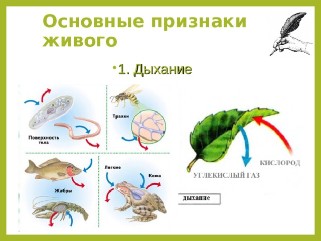 Основные признаки живого 1. Дыхание 