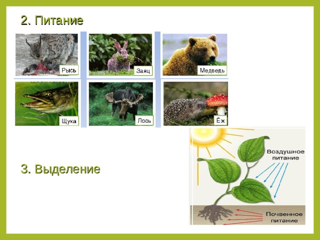 2. Питание 3. Выделение 