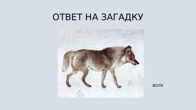 ОТВЕТ НА ЗАГАДКУ ВОЛК 