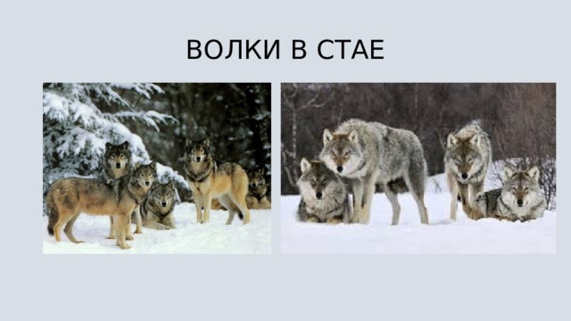 ВОЛКИ В СТАЕ 