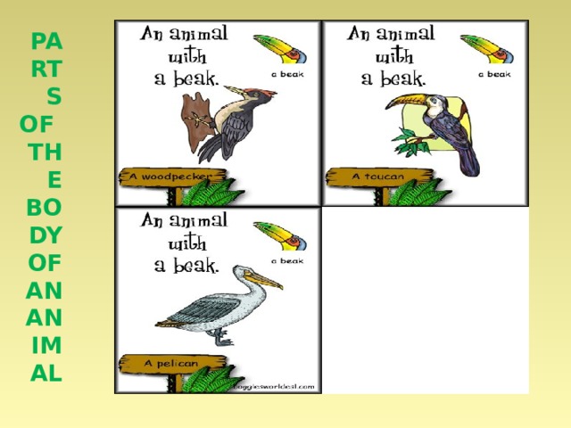Parts of the body of an animal 