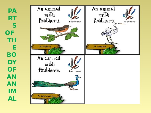 Parts of the body of an animal 