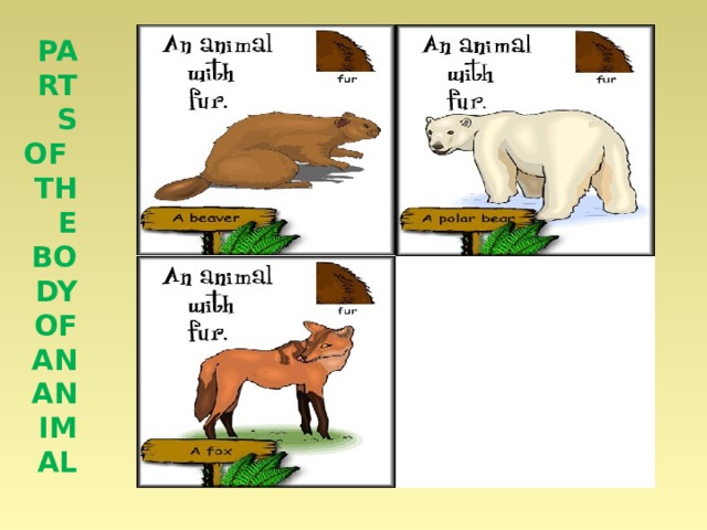 Parts of the body of an animal 