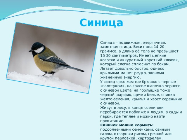 Синица Синица – подвижная, энергичная, заметная птица. Весит она 14-20 граммов, а длина её тела не превышает 15-20 сантиметров. Имеет цепкие коготки и аккуратный короткий клювик, который слегка сплюснут по бокам. Летает довольно быстро, однако крыльями машет редко, экономя жизненную энергию. У синиц ярко желтое брюшко с черным «галстуком», на голове шапочка черного с синевой цвета, на горлышке тоже черный шарфик, щечки белые, спинка желто-зеленая, крылья и хвост серенькие с синевой.  Живут в лесу, в конце осени они перебираются поближе к людям, в сады и парки, где теплее и можно найти пропитание.  Синичек можно кормить: подсолнечными семечками, свиным салом, отварным рисом, гречкой или крупой перловкой, картофелем. 