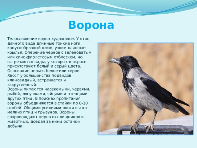 Ворона Телосложение ворон худощавое. У птиц данного вида длинные тонкие ноги, конусообразный клюв, узкие длинные крылья. Оперение черное с зеленоватым или сине-фиолетовым отблеском, но встречаются виды, у которых в окрасе присутствуют белый и серый цвета. Основание перьев белое или серое. Хвост у большинства подвидов клиновидный, встречается и закругленный. Вороны питаются насекомыми, червями, рыбой, лягушками, яйцами и птенцами других птиц. В поисках пропитания вороны объединяются в стайки по 8-10 особей. Общими усилиями охотятся на мелких птиц и грызунов. Вороны сопровождают пернатых хищников и животных, доедая за ними останки добычи. 