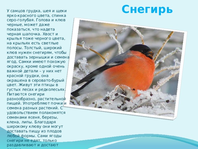 Снегирь У самцов грудка, шея и щеки ярко-красного цвета, спинка серо-голубая. Голова и клюв черные, может даже показаться, что надета черная шапочка. Хвост и крылья тоже черного цвета, на крыльях есть светлые полосы. Толстый, широкий клюв нужен снегирям, чтобы доставать зернышки и семена ягод. Самки имеют похожую окраску, кроме одной очень важной детали – у них нет красной грудки, она окрашена в серовато-бурый цвет. Живут эти птицы в густых лесах и редколесьях. Питаются снегири разнообразно, растительной пищей. Употребляют почки и семена разных растений. С удовольствием полакомятся семенами ясеня, березы, клена, липы. Благодаря широкому клюву они могут доставать пищу из плодов любой формы. Сами ягоды снегири не едят, только раздавливают и достают семена. 