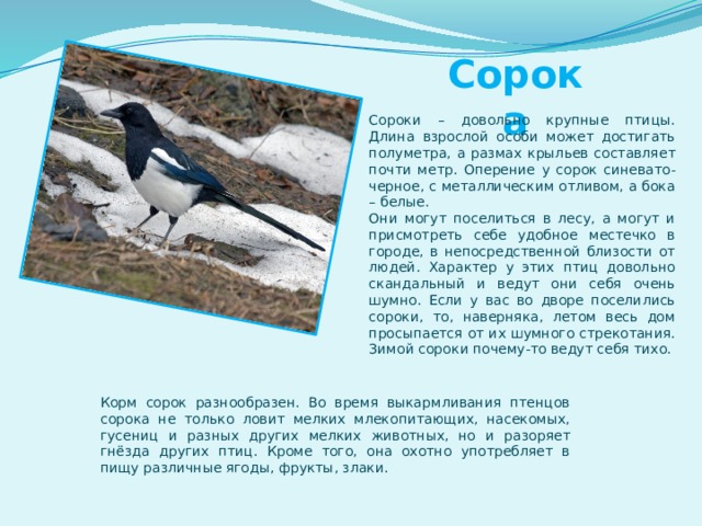 Сорока Сороки – довольно крупные птицы. Длина взрослой особи может достигать полуметра, а размах крыльев составляет почти метр. Оперение у сорок синевато-черное, с металлическим отливом, а бока – белые. Они могут поселиться в лесу, а могут и присмотреть себе удобное местечко в городе, в непосредственной близости от людей. Характер у этих птиц довольно скандальный и ведут они себя очень шумно. Если у вас во дворе поселились сороки, то, наверняка, летом весь дом просыпается от их шумного стрекотания. Зимой сороки почему-то ведут себя тихо. Корм сорок разнообразен. Во время выкармливания птенцов сорока не только ловит мелких млекопитающих, насекомых, гусениц и разных других мелких животных, но и разоряет гнёзда других птиц. Кроме того, она охотно употребляет в пищу различные ягоды, фрукты, злаки. 