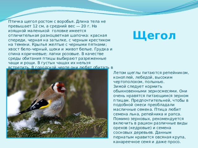 Птичка щегол ростом с воробья. Длина тела не превышает 12 см, а средний вес — 20 г. На изящной маленькой головке имеется отличительная разноцветная шапочка: красная спереди, черная на затылке, с черным крестиком на темени. Крылья желтые с черными пятнами; хвост бело-черный, щеки и живот белые. Грудка и спина коричневые; лапки розовые. В качестве среды обитания птицы выбирают разреженные чащи и рощи. В густых чащах их нельзя встретить. В городской черте они любят обитать в парках и скверах. Щегол Летом щеглы питаются репейником, коноплей, лебедой, высоким чертополохом, полынью. Зимой следует кормить обыкновенными зерносмесями. Они очень нравятся питающимся зерном птицам. Предпочтительней, чтобы в подобной смеси преобладали масличные семена. Птица любит семена льна, репейника и рапса. Помимо зерновых, рекомендуется включить в рацион различные виды орехов (кедровые) и семена сосновых деревьев. Данным пернатым нравится овсяная крупа, канареечное семя и даже просо. 