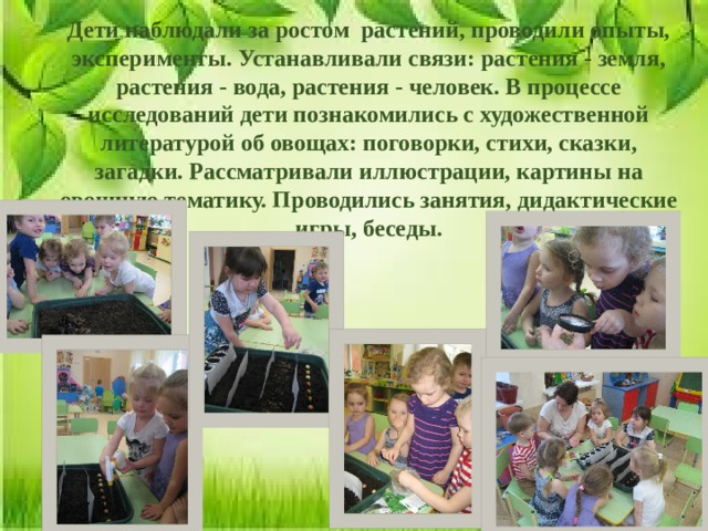 Дети наблюдали за ростом растений, проводили опыты, эксперименты. Устанавливали связи: растения - земля, растения - вода, растения - человек. В процессе исследований дети познакомились с художественной литературой об овощах: поговорки, стихи, сказки, загадки. Рассматривали иллюстрации, картины на овощную тематику. Проводились занятия, дидактические игры, беседы.  